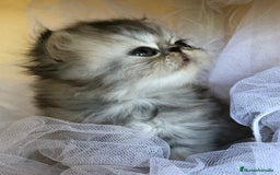 Persa gatos en venta: GATITOS PERSAS - Imagen 8