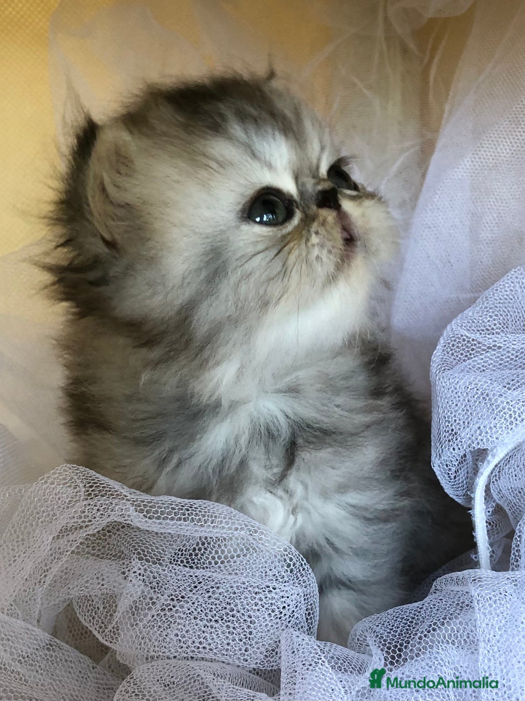Persa gatos en venta: GATITOS PERSAS - Imagen 8