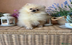 Pomerania perros en venta: Pomerania Macho disponible fotos actuales  - Imagen 6