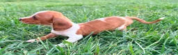 Teckel Miniatura perros en venta: Teckel kaninchen  - Anuncio 14