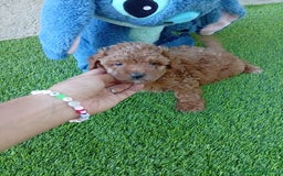 Maltipoo perros en venta: OPORTUNIDAD DE VERANO  - Imagen 3