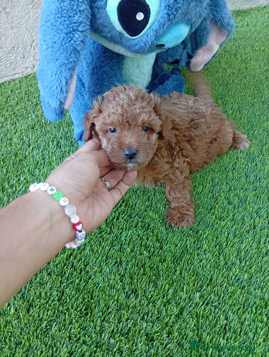 Maltipoo perros en venta: OPORTUNIDAD DE VERANO  - Imagen 3