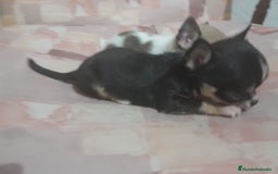 Chihuahua perros en venta: Hembra chihuahua Toy  - Imagen 4