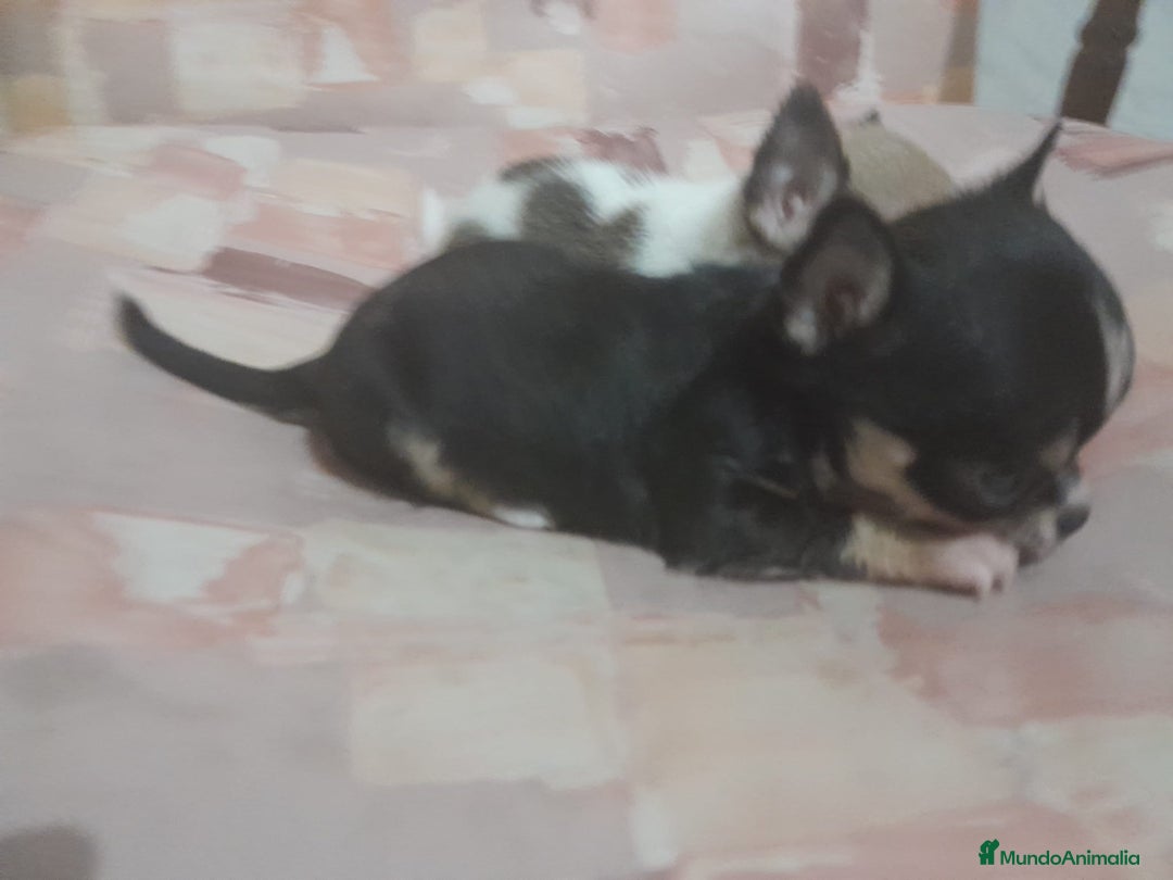 Chihuahua perros en venta: Hembra chihuahua Toy  - Imagen 4