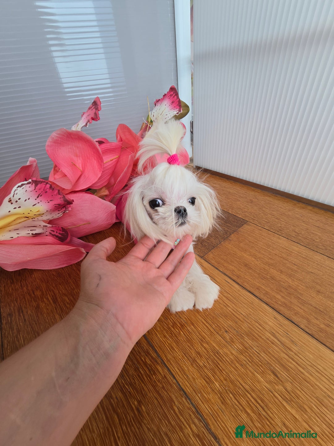 Bichón Maltés perros en venta: Mini Teacup Maltés 100% Coreana – en venta - Imagen 2