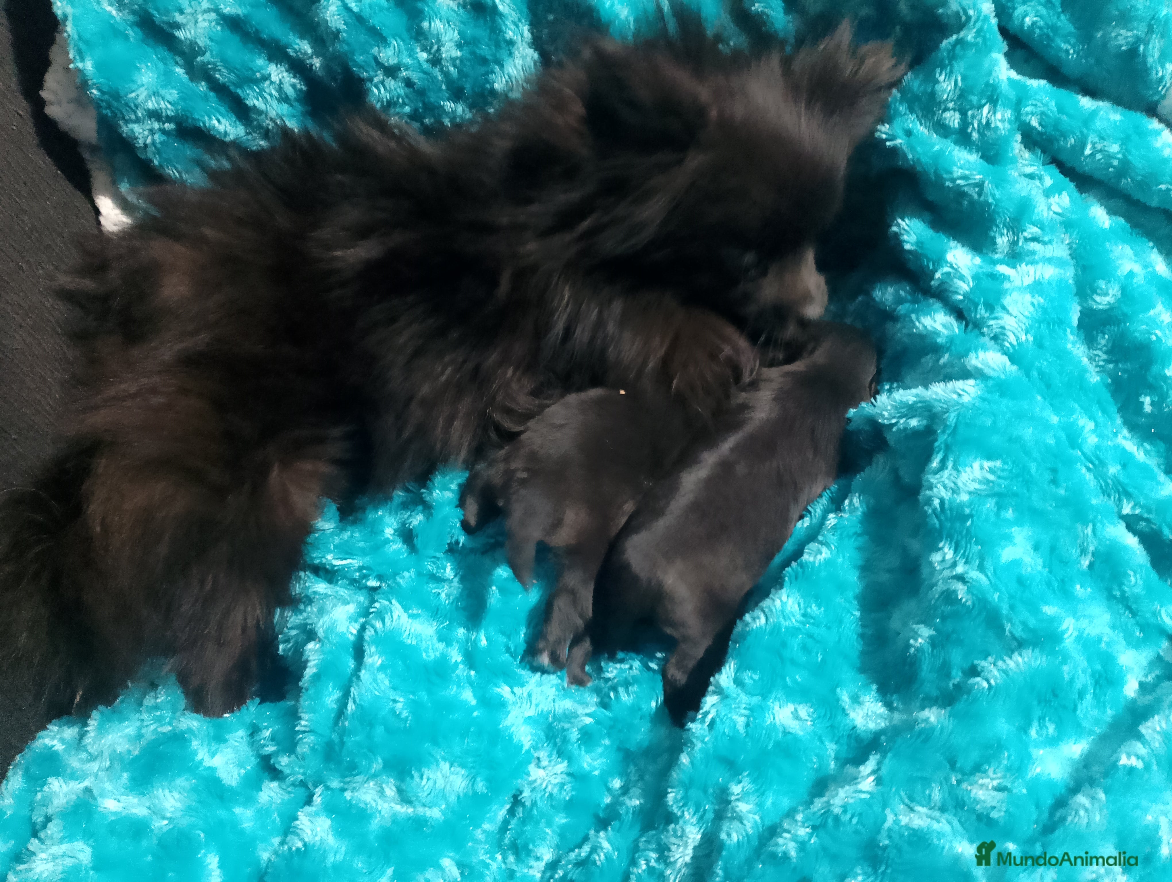 Pomchi perros Pareja de pomerania y pomchi toys  - Anuncio 1