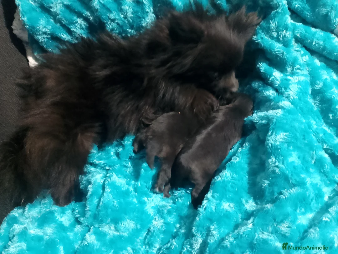 Pomchi perros en venta: Pareja de pomerania y pomchi toys  - Anuncio 1