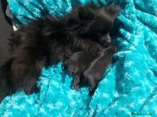 Pomchi perros Pareja de pomerania y pomchi toys - Anuncio 1