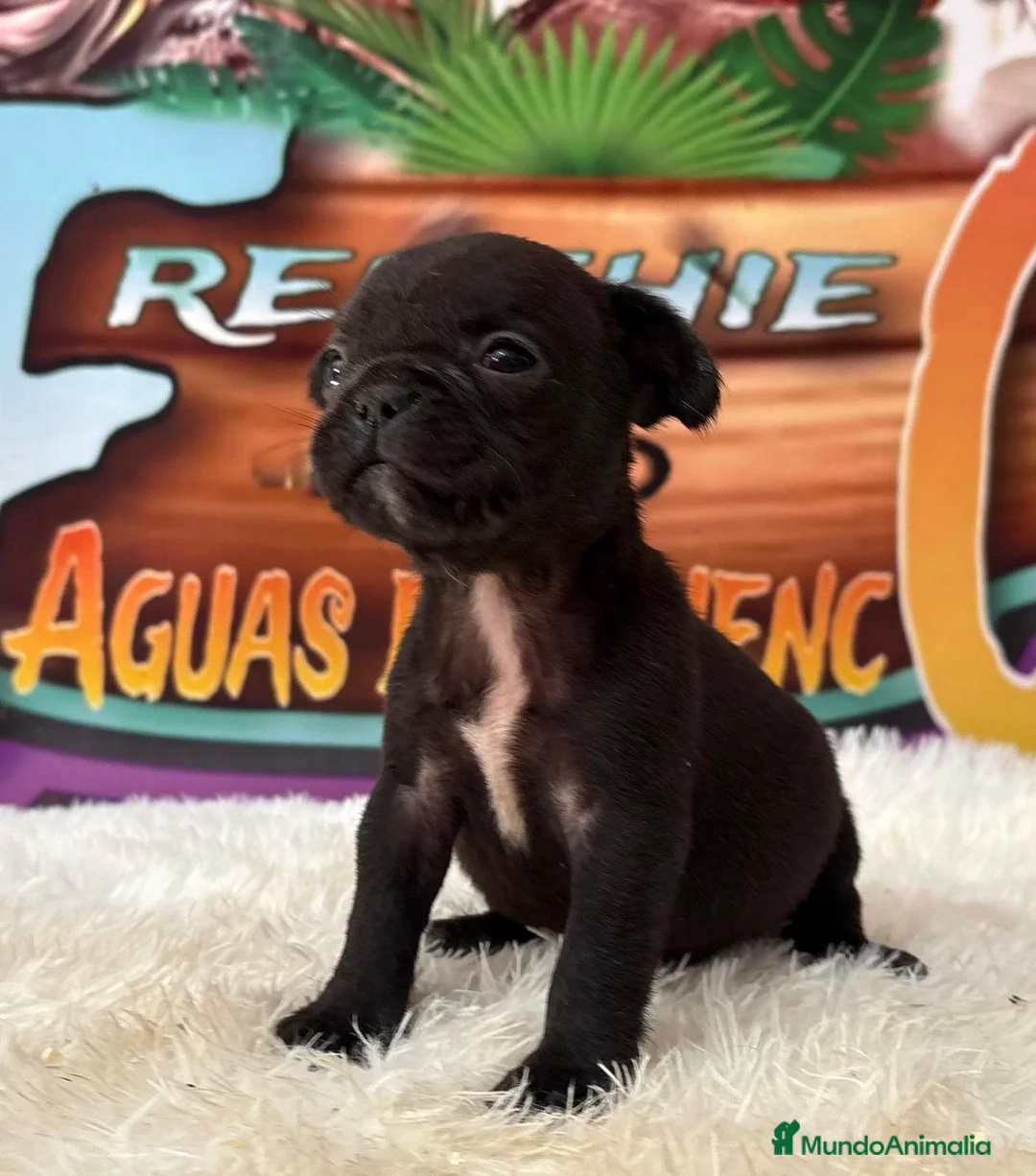 Bulldog Francés perros en venta: cachorro de bulldog frances en Madrid - Anuncio 4