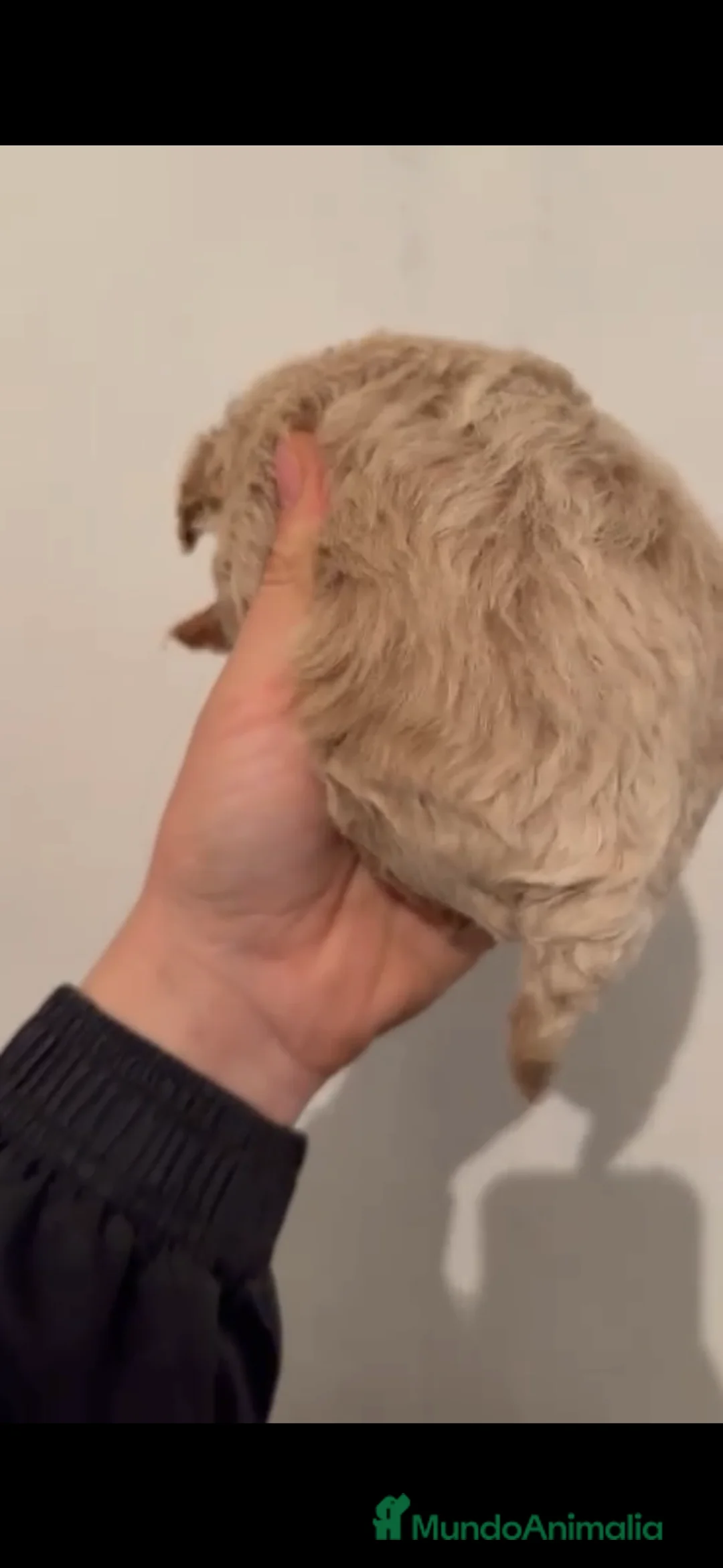 Caniche Toy perros en venta: Espectacular macho disponible apricot - Anuncio 4