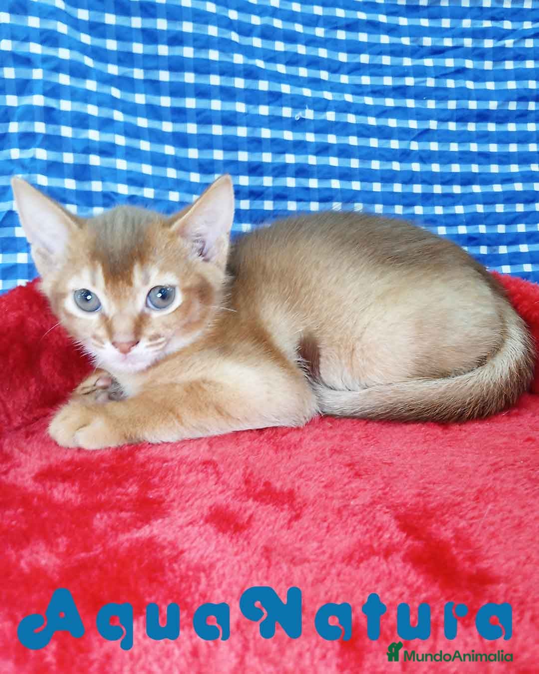 Abisinio gatos  Abisinio Macho de Mia 4177 - AQUANATURA en Barcelona - Anuncio 2