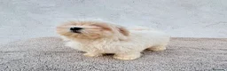 Bichón Maltés perros en venta: Bichon maltés toy  - Anuncio 12