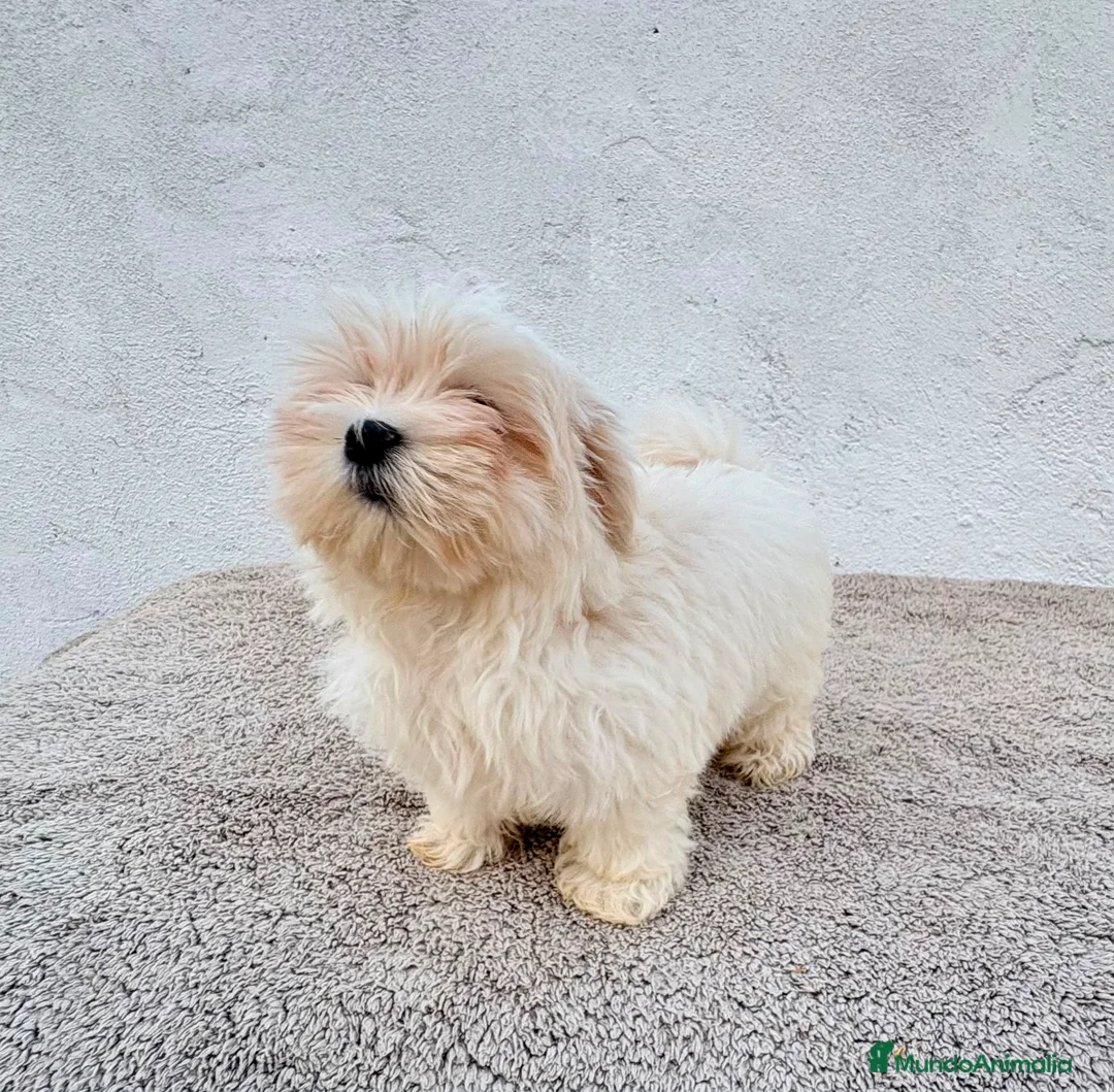 Bichón Maltés perros en venta: Bichon maltés toy  - Anuncio 12