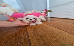 Bichón Maltés perros en venta: Mini Teacup Maltés 100% Coreana – en venta - Imagen 5