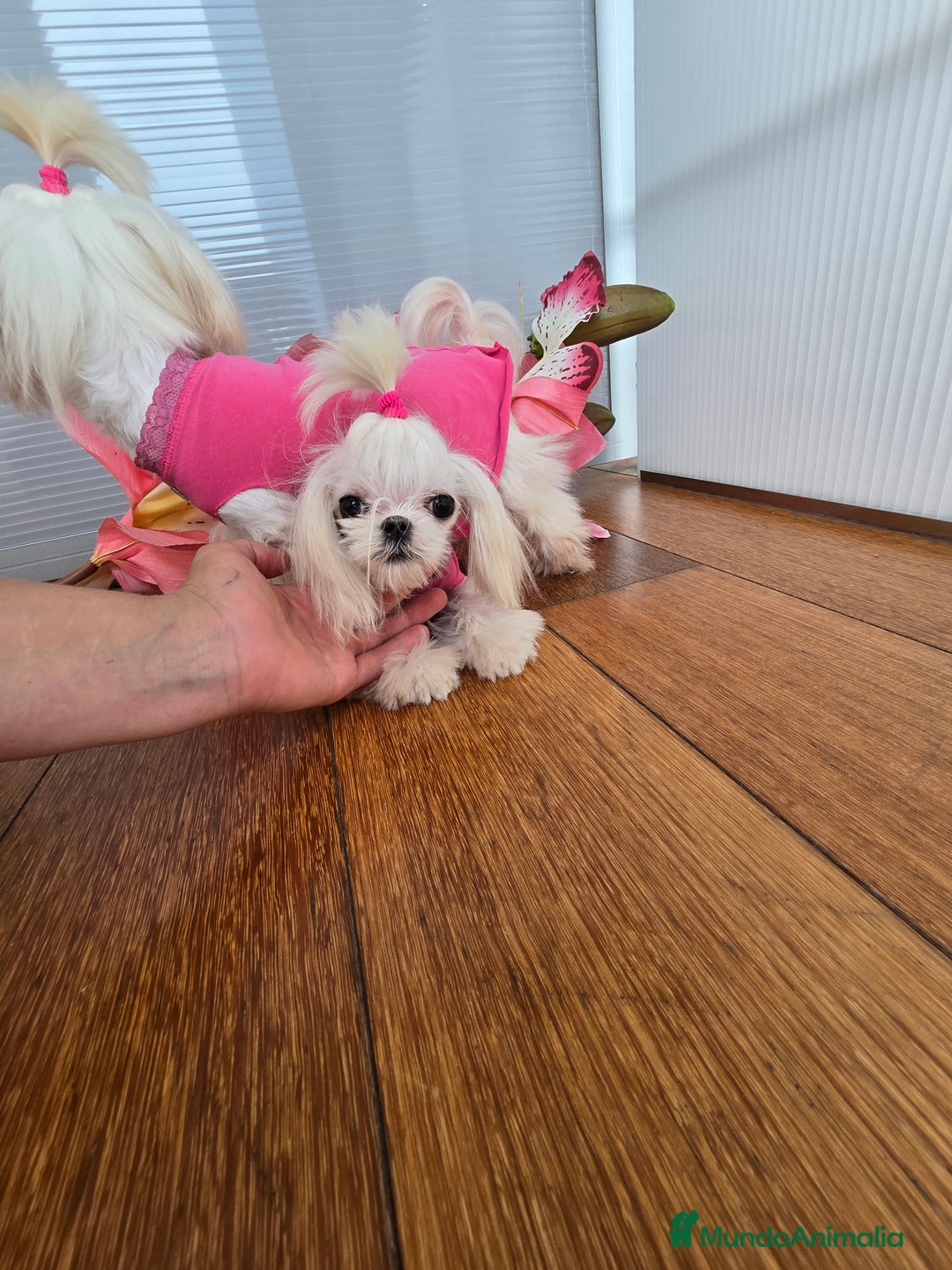 Bichón Maltés perros en venta: Mini Teacup Maltés 100% Coreana – en venta - Imagen 5