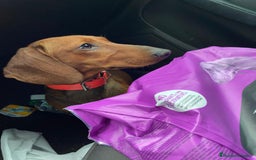 Teckel perros en venta: Camada disponible de Tekel  - Imagen 6