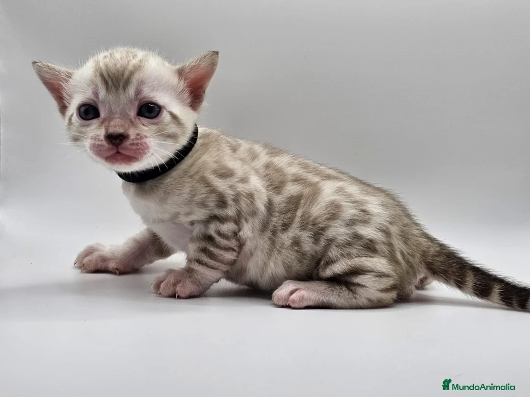 Bengalí gatos en venta: BENGALÍ LINK en Madrid - Anuncio 6