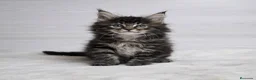 Maine Coon gatos en venta: Gatitos maine coon - Anuncio 2
