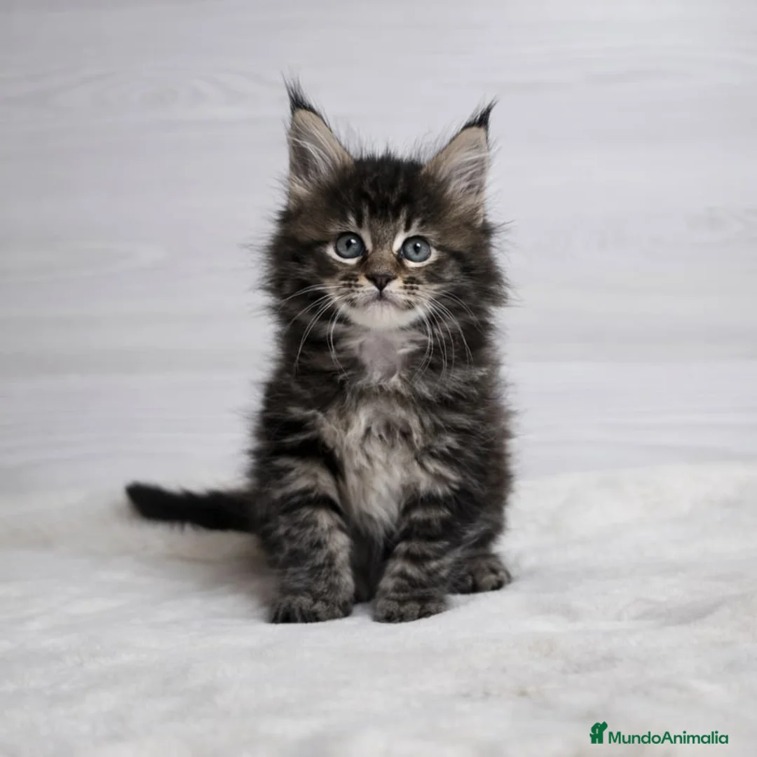 Maine Coon gatos en venta: Gatitos maine coon - Anuncio 2