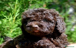 Perro de Agua Español perros en venta: Cachorras hembras de perro de agua español - Imagen 9