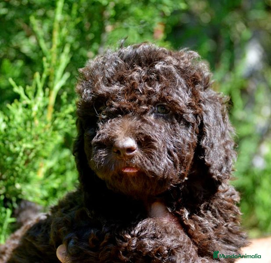 Perro de Agua Español perros en venta: Cachorras hembras de perro de agua español - Imagen 9