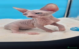 Sphynx gatos en venta: Machito ojos claros  - Imagen 1