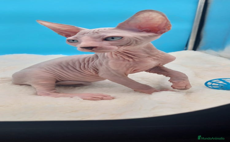 Sphynx gatos - Anuncio 8