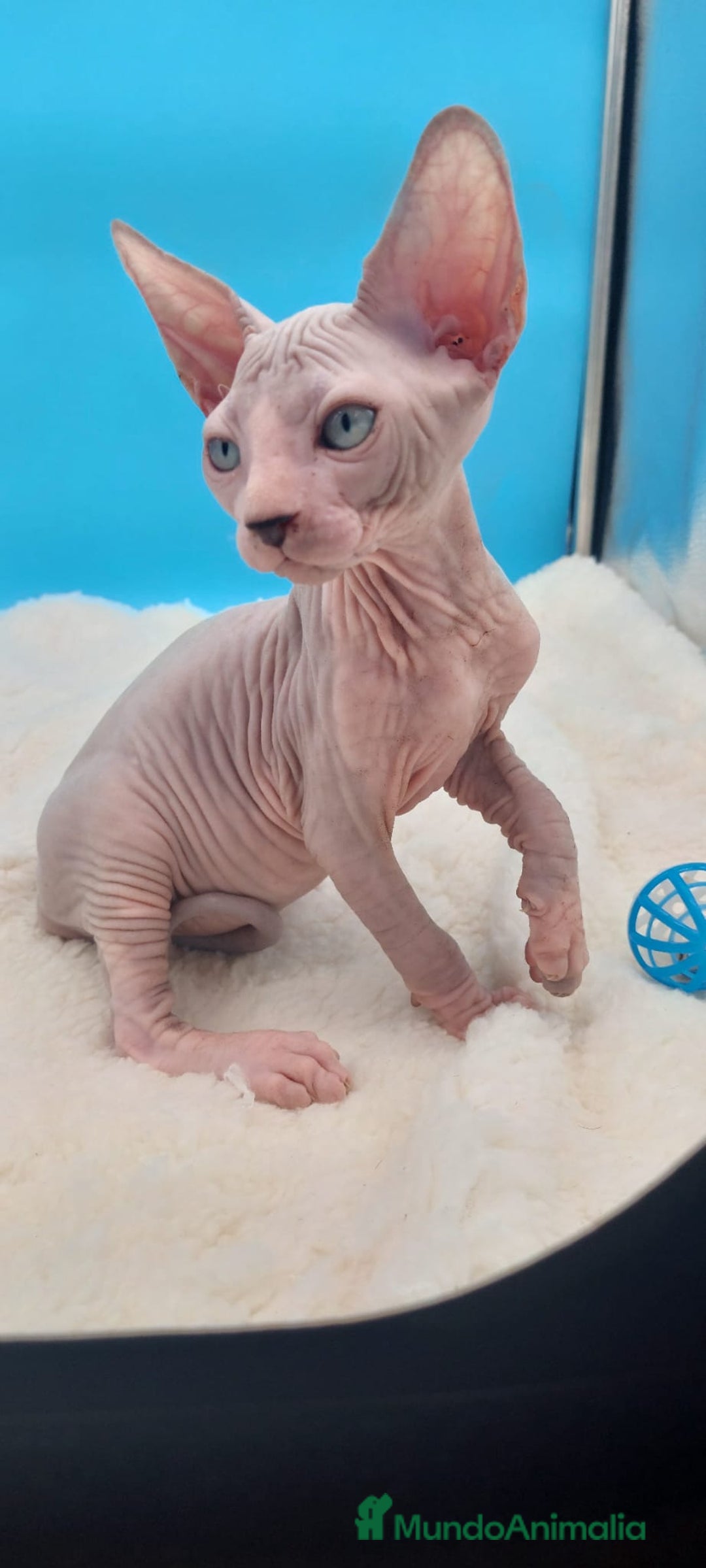 Sphynx gatos en venta: Machito ojos claros  - Imagen 1
