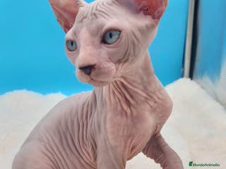 Sphynx gatos Machito ojos claros - Anuncio 25