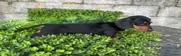 Teckel Miniatura perros en venta: Hembra miniatura  en Toledo - Anuncio 8