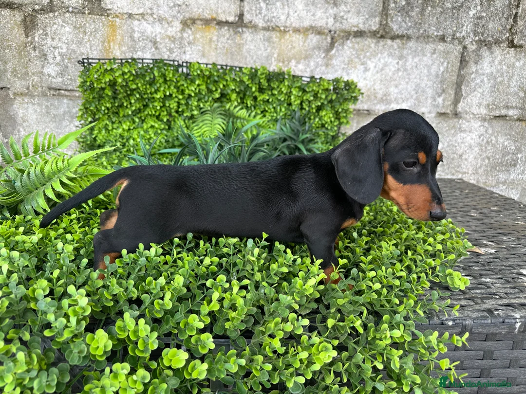 Teckel Miniatura perros en venta: Hembra miniatura  en Toledo - Anuncio 8