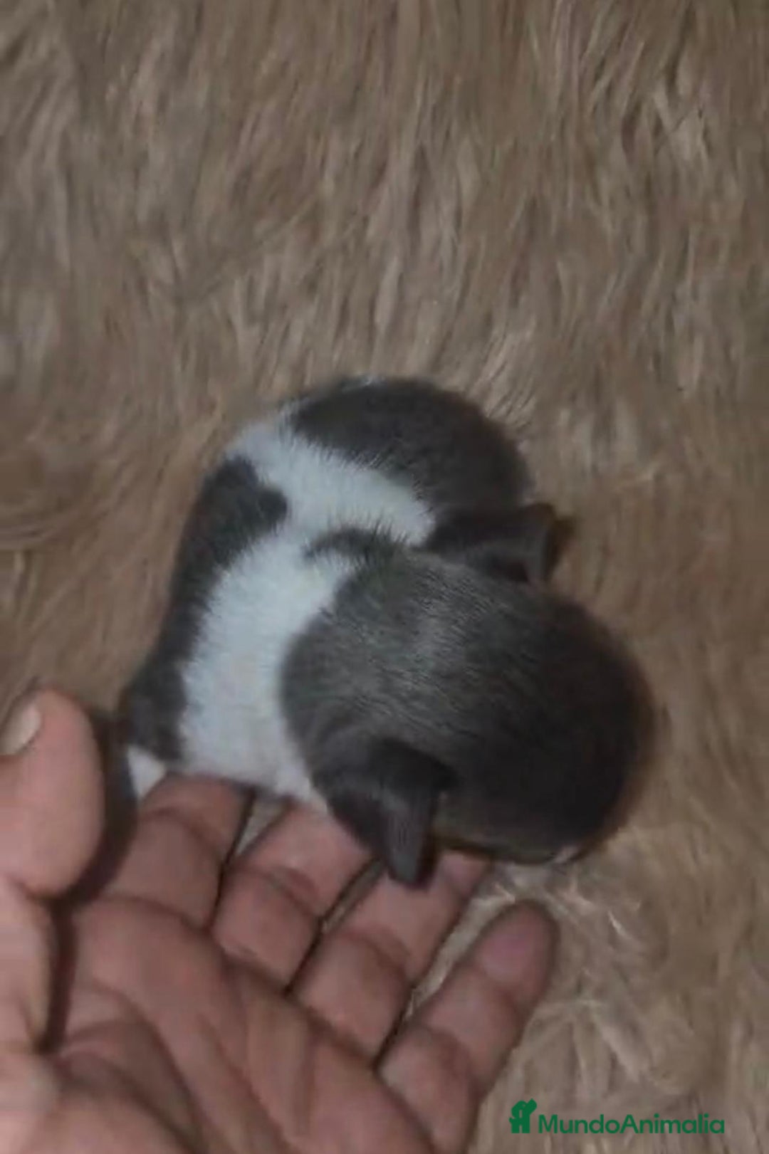 Chihuahua perros en venta: Chihuahuas rusos mini toy  - Imagen 21