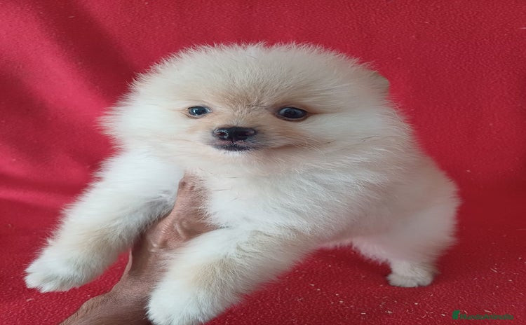 Pomerania perros - Propaganda 1