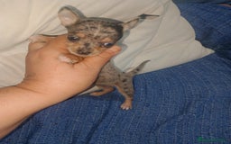 Chihuahua perros en venta: Hembra preciosa de chihuahua cabeza venado  - Imagen 1