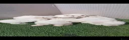 Bichón Maltés perros en venta: Bichon maltés 🐾 - Anuncio 2