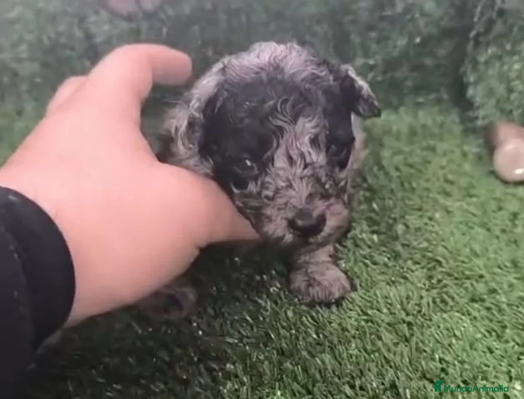 Caniche Toy perros en venta: Cachorros Caniche Toy   en Granada - Anuncio 2