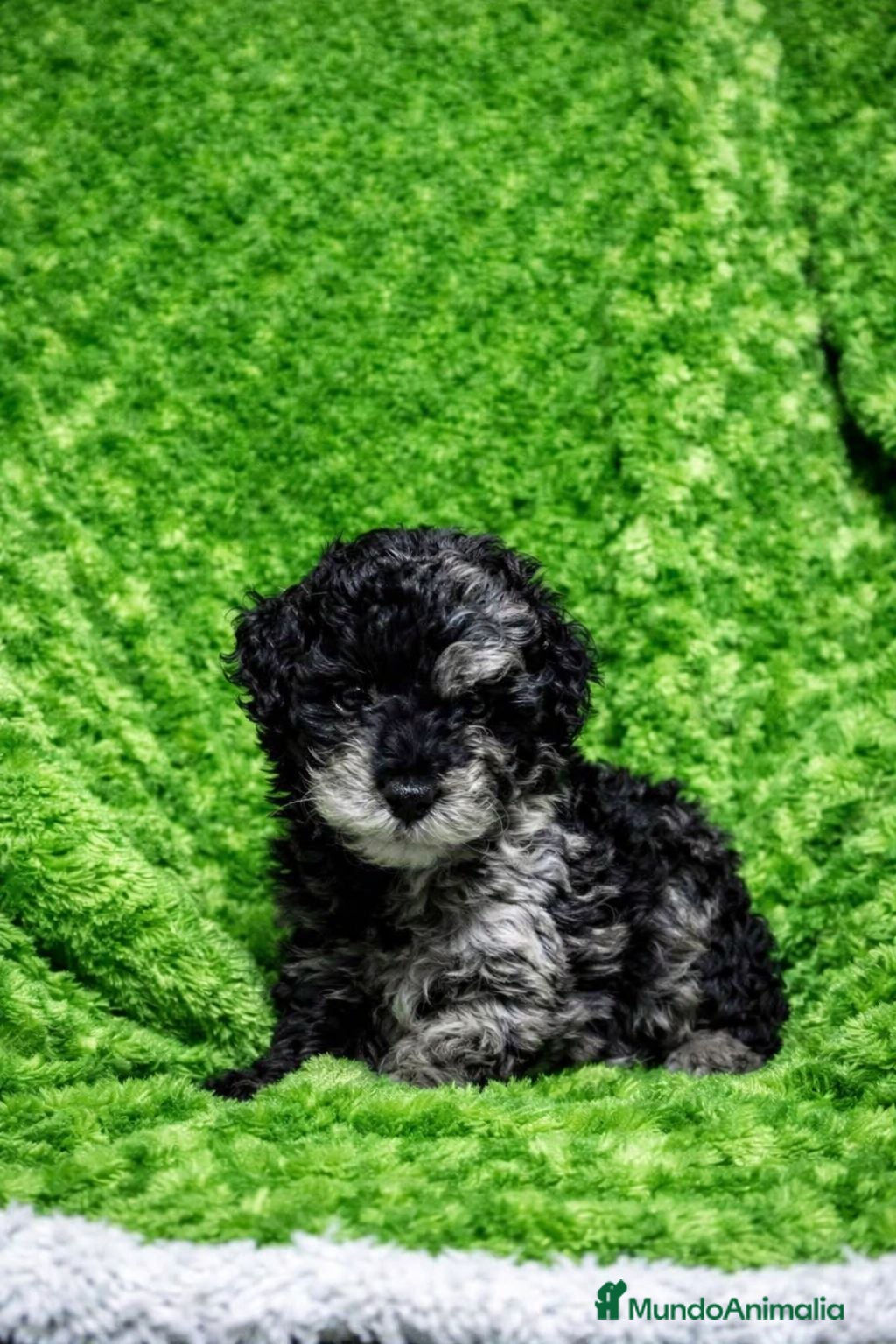 Caniche Toy perros Caniche toy - Anuncio 1