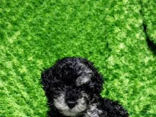 Caniche Toy perros Caniche toy - Anuncio 1