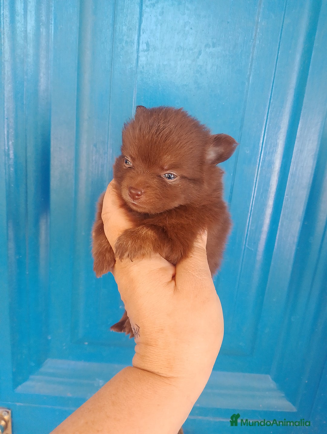 Pomerania perros en venta: Pomchi machos y una hembra exclusiva azul  - Imagen 2