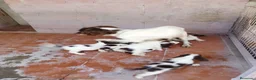 English Springer Spaniel perros en venta: Springer spaniel inglés - Anuncio 11