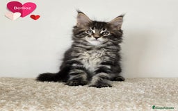 Maine Coon gatos en venta: Gatitos maine coon - Imagen 4