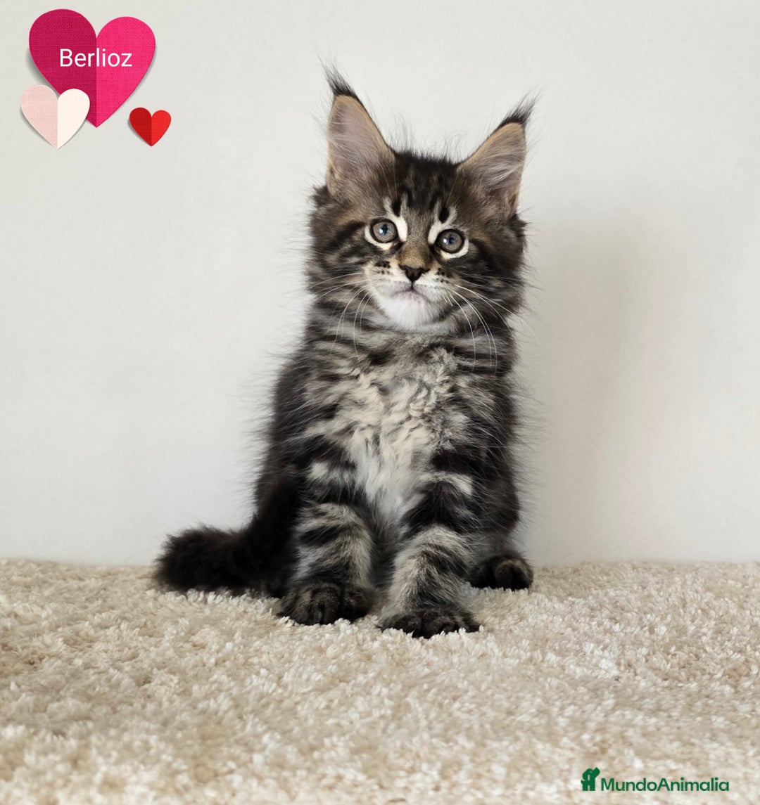 Maine Coon gatos en venta: Gatitos maine coon - Imagen 4