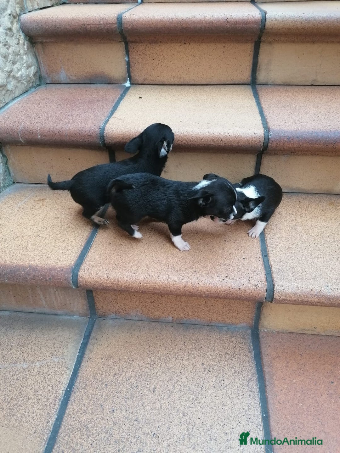 Chihuahua perros en venta: Chihuahuas puros - Imagen 1