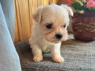 Bichón Maltés perros 🐾 Preciosos cachorritos de Bichon Maltés - Anuncio 1