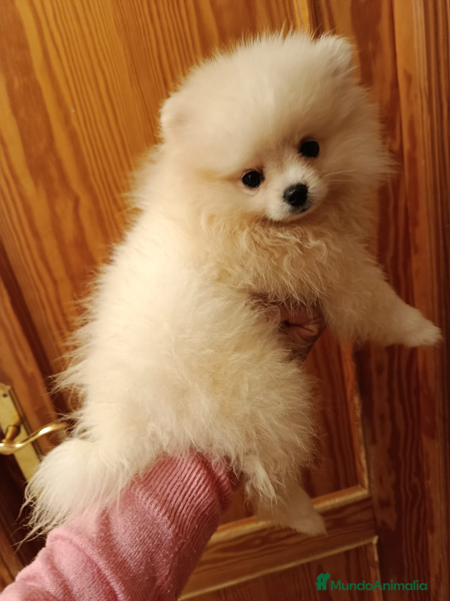 Pomerania perros Pomerania en Valencia  - Anuncio 36