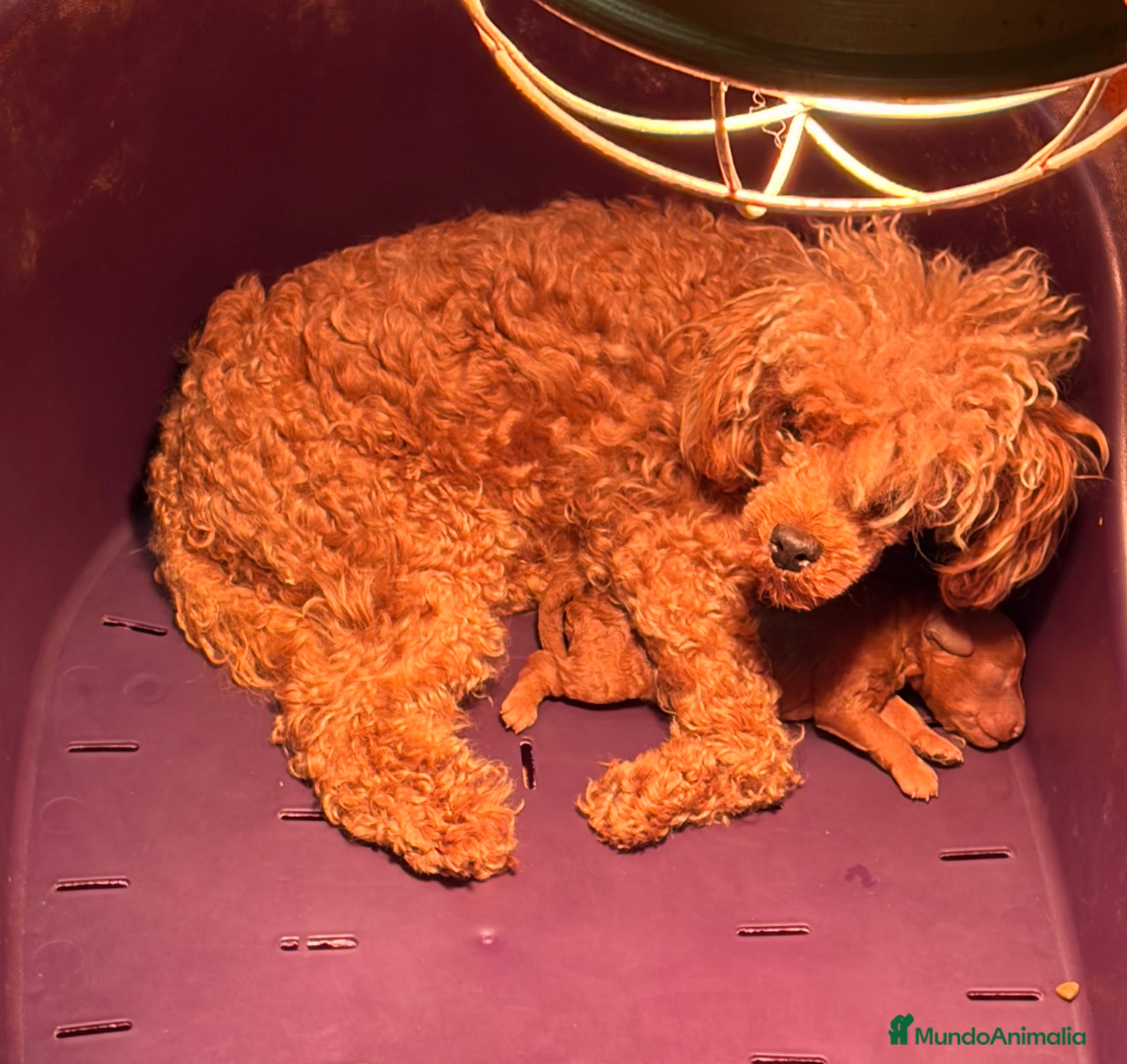 Caniche Toy perros Caniche mini toy  - Anuncio 1