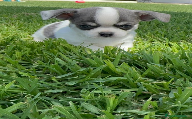 Chihuahua perros - Propaganda 2
