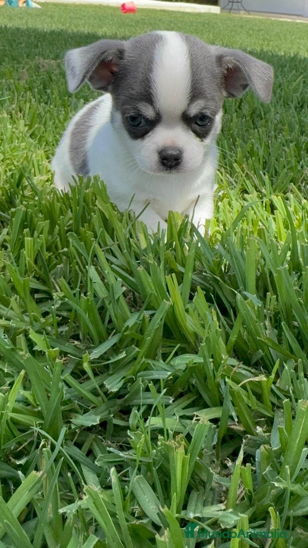 Chihuahua perros en venta: CHIHUAHUA MACHO - Imagen 1