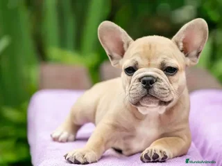 Bulldog Francés perros - Anuncio 31