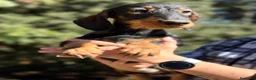 Teckel perros en venta: Teckel pelo duro hembras - Anuncio 2